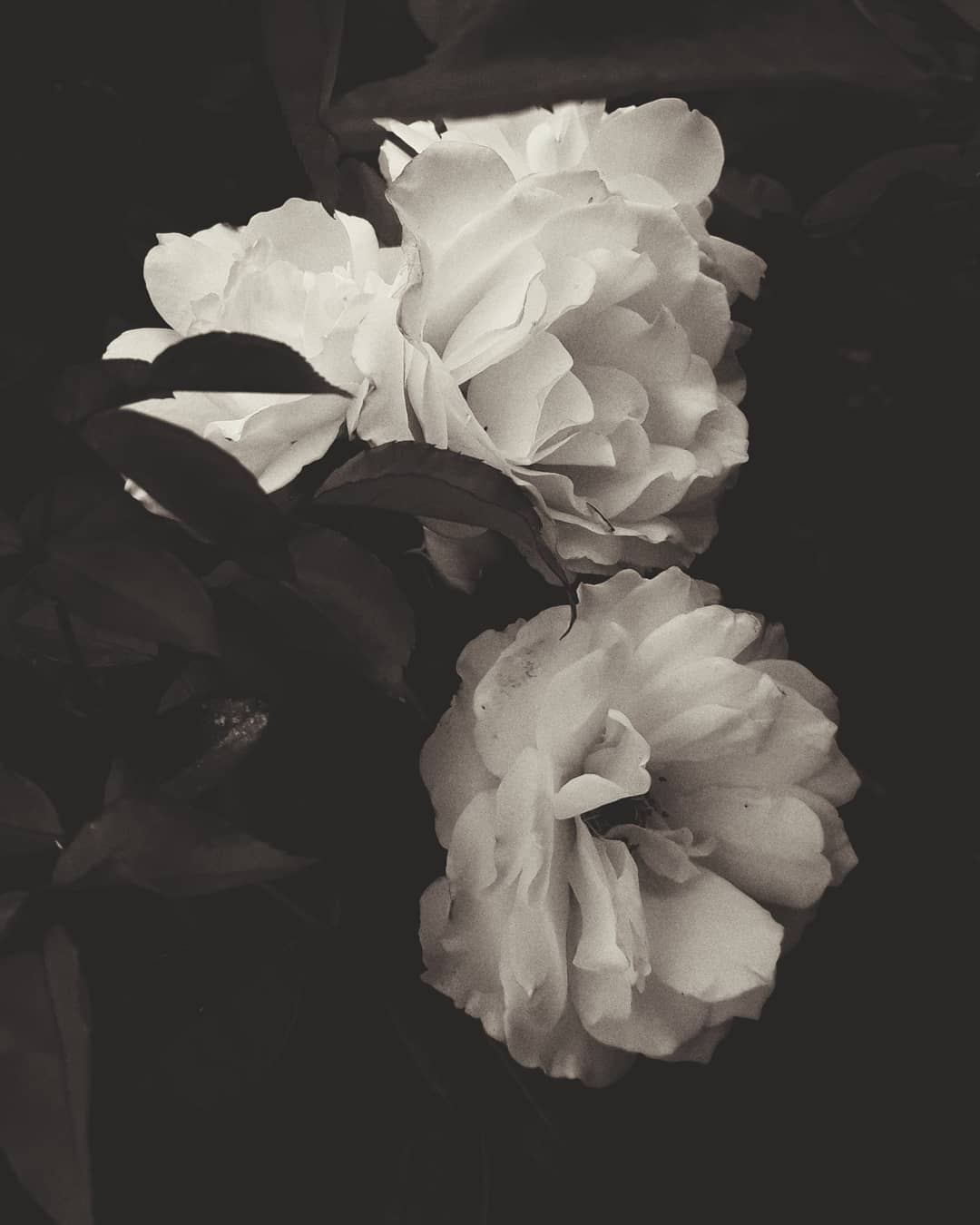noir roses