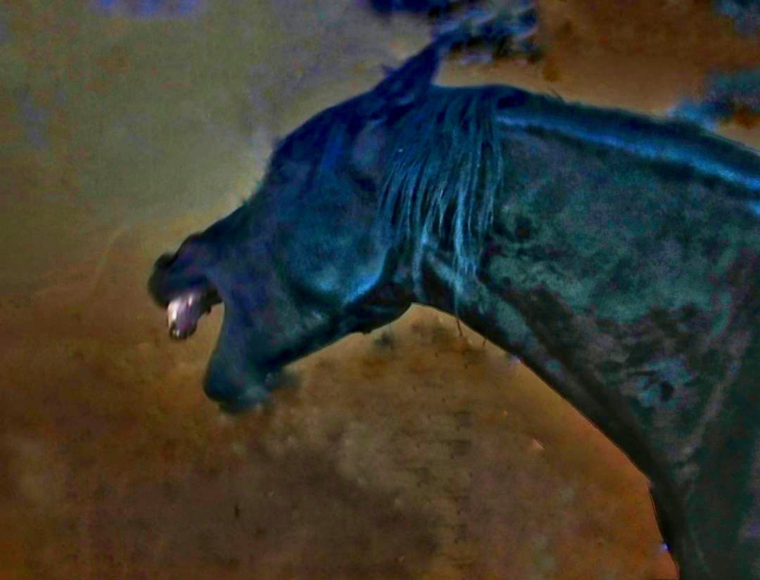 Blackhorse