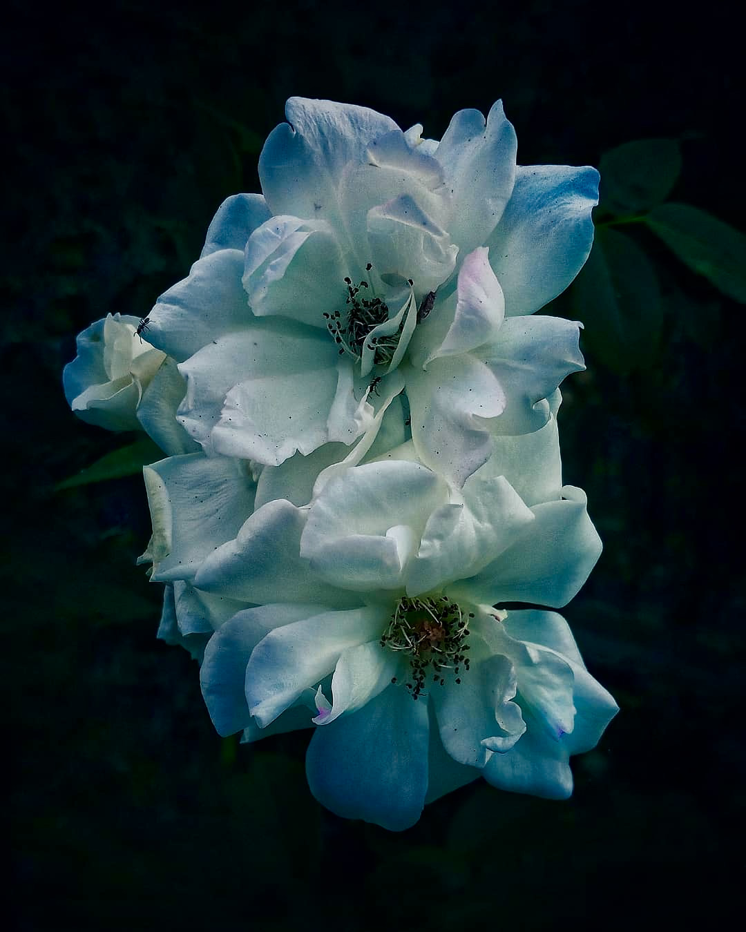 colorroses