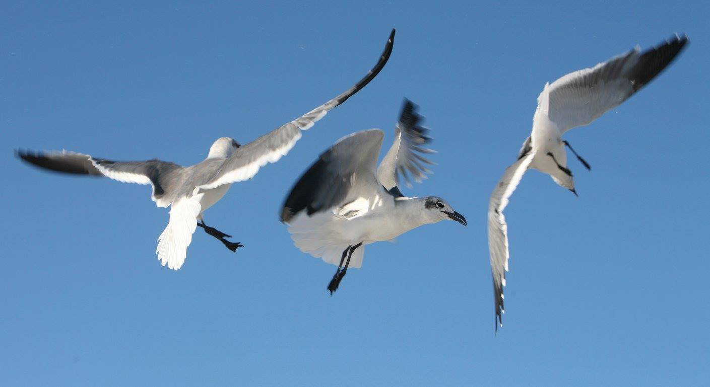 Seagulls