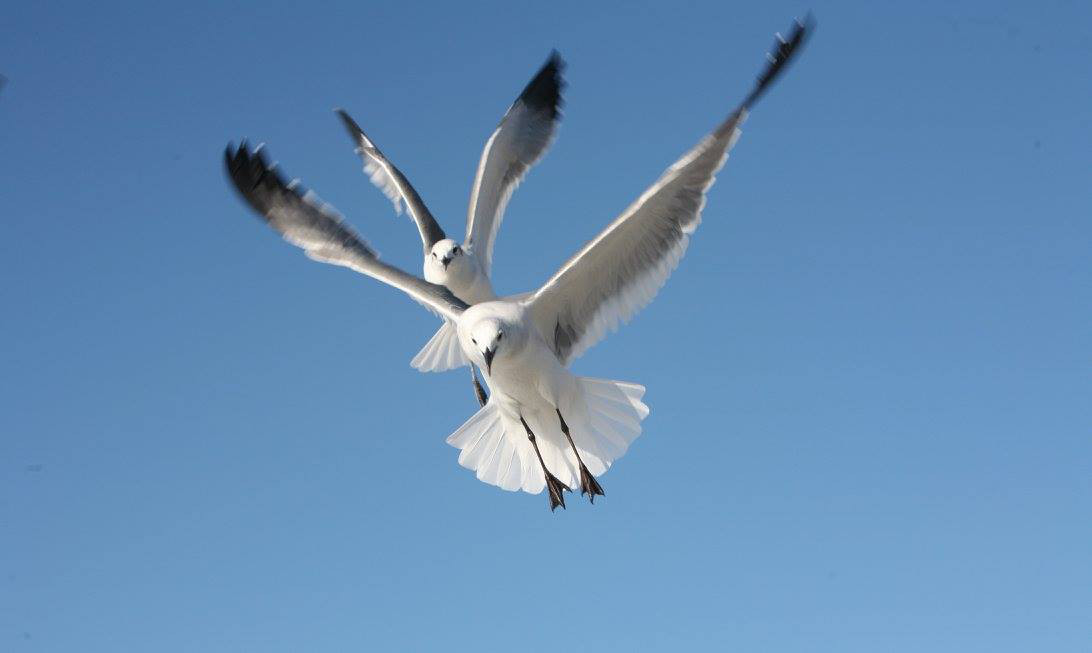 Seagulls