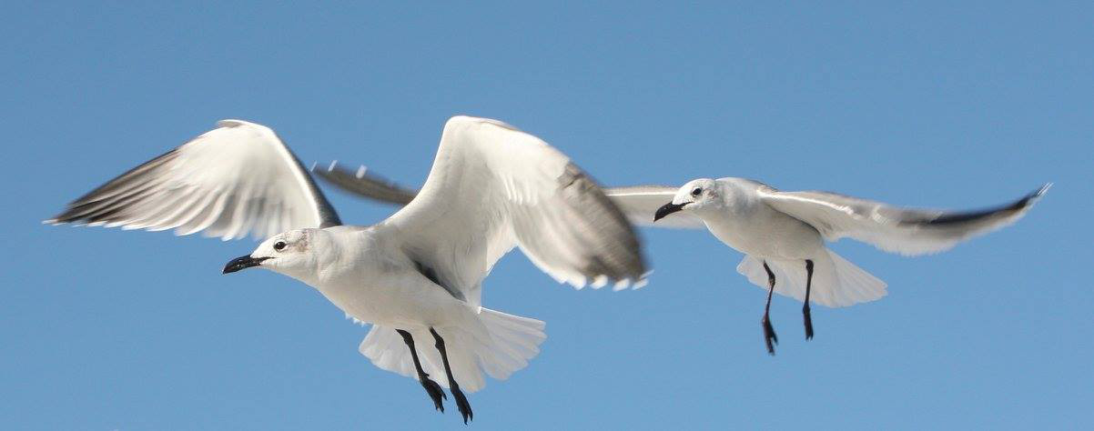 Seagulls
