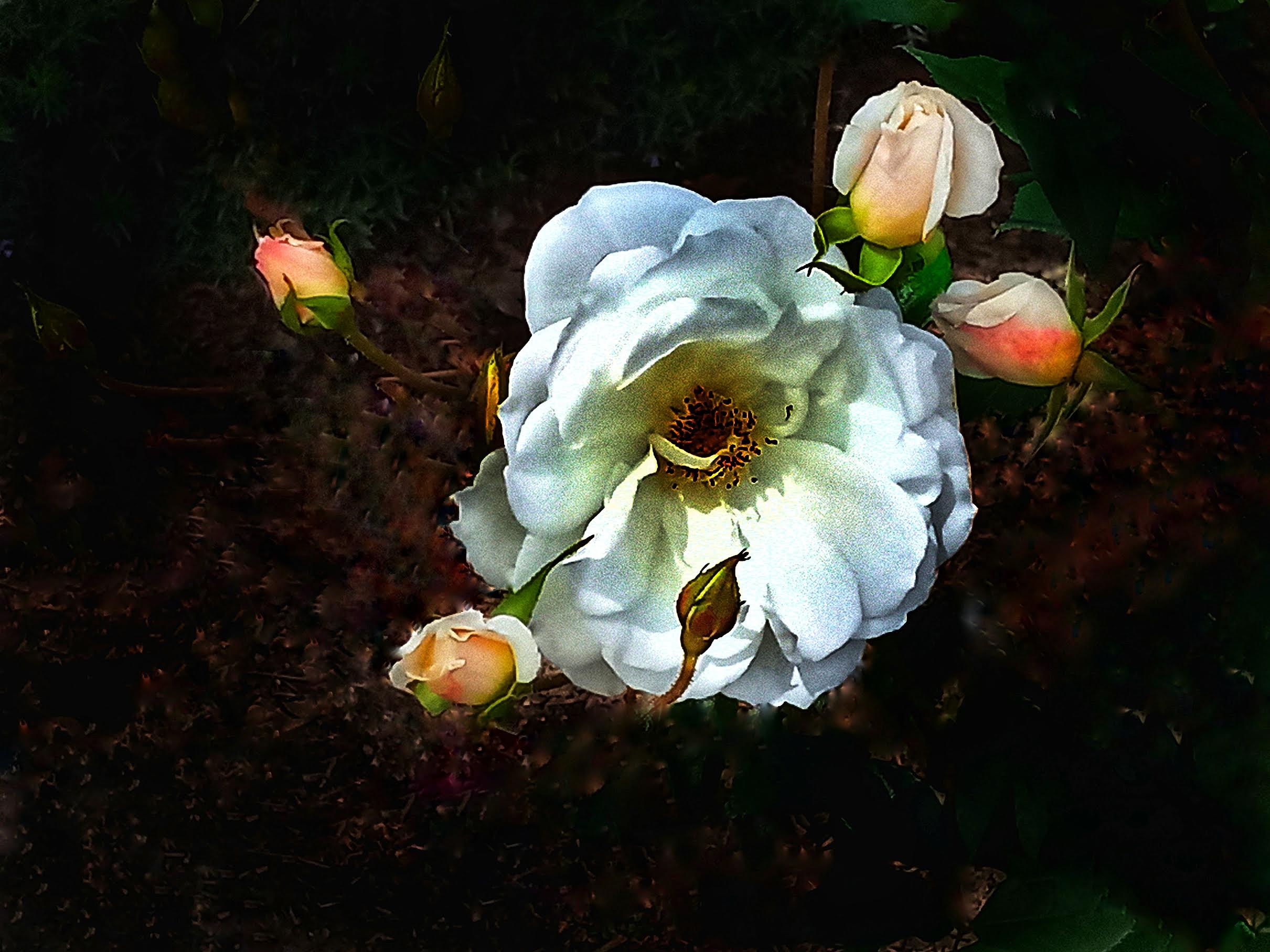 oldroses